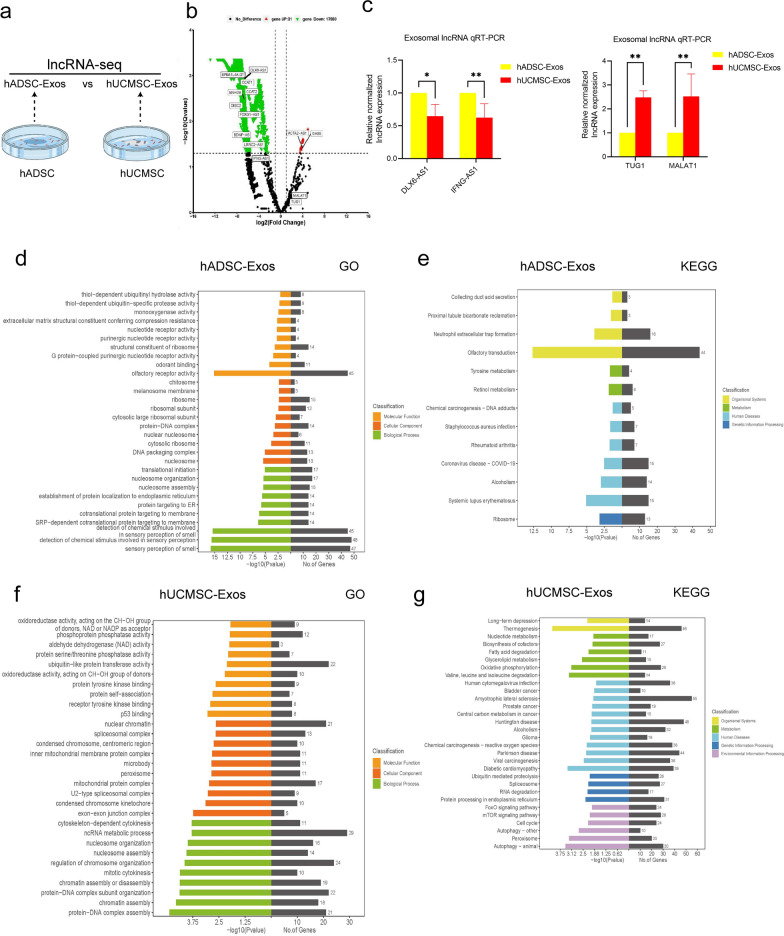 Fig. 2. GO and KEGG analysis based on lncRNA-seq data of hADSC-Exo and hUCMSC-Exo. a Schematic of experimental design for experiments. Six samples proved for lncRNAs sequencing. Sample from hADSC-Exo2 contaminated sequencing batch were excluded. b Volcano diagram of differentially expressed lncRNAs. Red indicates higher-expressed lncRNA expression in hUCMSC-Exo, green indicates higher-expressed lncRNA expression in hADSC-Exo, and black indicates no difference in expression. c lncRNA sequencing data qRT-PCR validation. qRT-PCR validation of down-regulated candidate lncRNAs in hUCMSC-Exo (left). qRT-PCR validation of up-regulated candidate lncRNAs in hUCMSC-Exo (right). d GO analysis of hADSC-Exo lncRNAs targetgene. e KEGG pathway of hADSC-Exo lncRNAs targetgene. f GO analysis of hUCMSC-Exo lncRNAs targetgene. g KEGG pathway of hUCMSC-Exo lncRNAs targetgene
