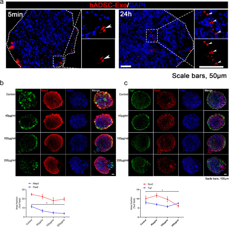 Fig. 3. hADSC-Exo treatment inhibits the proliferation of NPC while showing beneficial effects of neurogenesis within brain organoids. a PKH26-labeled hADSCs-Exo (red) retention in the site of brain organoids. Scale bar = 50 μm. Nuclei (DAPI; blue). b, c Immunofluorescence double-staining of formalin-fixed brain organoids sections. b Immunofluorescence staining for Pax6 (red), Map2 (green), and DAPI staining (blue fluorescence). c Double immunofluorescence for Sox2 (green) and Tuj1 (red). A two-way ANOVA followed by Tukeys multiple comparison test was applied to all data. Error bars represent S.E.M. *p < 0.05, **p < 0.01, ***p < 0.001