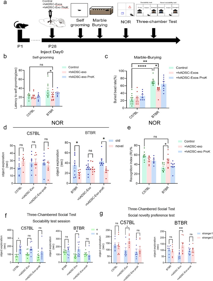 Fig. 6. The administration of hADSC-Exos effectively ameliorates ASD-like behavior in BTBR mice. a Timeline of tests for extensive behaviors. b Self-grooming test. 10-min’ self-grooming test is conducted. c Marble burying test. 10-min’marble burying test is conducted. d, e Novel object preference (NOP) test. Each group was allowed to explore objects in order to test its novelty preference using the novel object preference test. f, g Three-chambered test. After 3-day training period in which mice were exposed to the unfamiliar mice #1, unfamiliar mice #2 was placed in sociability test session (f) and social novelty preference (g). Quantified the residence time of the experimental mice in the unfamiliar mice area. Two-way ANOVA with Tukey’s multiple comparison test. n = 6–12 mice per group for behavior, and Bars represent mean and error bars S.E.M. *p < 0.05, **p < 0.01, ***p < 0.001