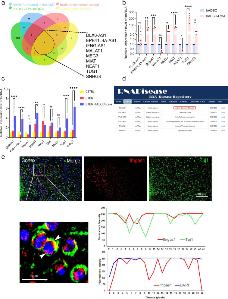 Fig. 7. LncRNA IFNG-AS1 expression was significantly associated with ASD in hADSC-Exo. a Venn diagram demonstrating the intersections of genes from the ASD lncRNA set, brain development-related lncRNA set, hADSC-Exo lncRNA set and Homologous lncRNA data. b Quantification of the expression levels of nine candidate lncRNAs within hADSC-Exo was performed using qRT-PCR. c qRT-PCR technique was employed to detect the expression levels of 9 candidate lncRNAs in BTBR mice subsequent to treatment with hADSC-Exo. d Predicting on lncRNA Ifngas1-ASD associations in RNADisease database. e Combined immunofluorescence experiments of FISH with Tuj1 antibody (green) and Ifngas1 (red) show the distribution of Ifngas1 in neurons of cortical slices in WT mice. Enlarged images are shown at the bottom of the group. Scale bars = 100 μm (upper), 20 μm (lower). Two-way ANOVA as appropriate. By Tukeys multiple comparison test. Three biological replicates were used in the experiments. *p < 0.05, **p < 0.01, ***p < 0.001