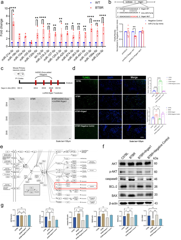 Fig. 8. Ifngas1 acts as a molecular sponge regulating miR-21a-3p to down-regulated caspase9 expression, thereby regulating Akt signaling pathway. a qRT-PCR. Changes in the expression of miR-21a-3p, miR-18b-5p, miR-10a-5p, miR-130b-5p and other ASD-related miRNAs after hADSC-Exo treated. b Firefly luciferase activity was normalized to Renilla luciferase activity (Firefly/Renilla). In 293T cells, Ifngas1 3′-UTR pmirGLO plasmid with miR-21a-3p mimic/negative control or mutant Ifngas1 (pmirGLO-Ifngas1-MUT) 3′-UTR pmirGLO plasmid with miR-21a-3p mimic/negative control was co-transfected. c Primary cultures of C57BL mice or BTBR mice neurons. BTBR mice neurons co-cultured with hADSC-Exo were transfected with Ifngas1. d Apoptosis was measured by IHC staining of cleaved caspase-3 (CC-3) in C57BL (WT) and BTBR mice neurons. BTBR mice neurons were transfected with Ifngas1 or NC mimic (negative control). e KEGG pathway enrichment diagram. f, g WB western blot. f In the neurons of BTBR mice, caspase9 and BAX levels are increased, while BCL-2 levels are decreased (relative to β-actin), which was related to a decrease in AKT phosphorylation (p-AKT), but the total level of AKT was unchanged. Transfection of Ifngas1 but not NC mimics (negative control) rescued the cortical neurons in BTBR mice. Quantification of AKT, p-AKT, caspase9, BCL-2, BAX, normalized to β-actin levels, and values were plotted. Differences in six protein values were assessed by Tukey’s multiple comparison test one-way ANOVA, error bars represent S.E.M. *p < 0.05, **p < 0.01, ***p < 0.001