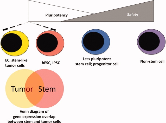 Figure 1. The relationship between pluripotency and tumorigenicity. Biological (top) and molecular (bottom) links between pluripotency and tumorigenicity are described. Abbreviations: EC, embryonic carcinoma cells; hESC, human embryonic stem cells; IPSC, induced pluripotent stem cells.