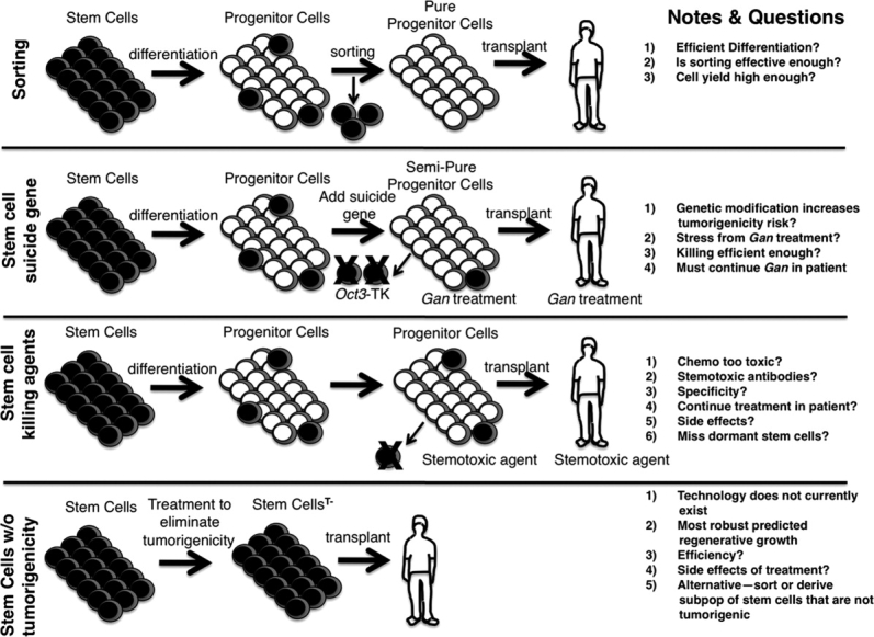 Figure 2. Methods to address stem cell tumorigenicity to develop safe regenerative medicine therapies. Four possible approaches are outlined. “Stemotoxic” refers to agents or methods that are specifically toxic to and hence kill stem cells.