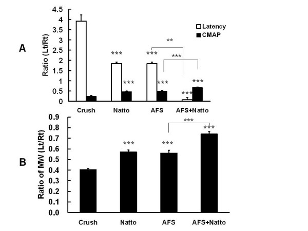 Figure 2. Electrophysiological studies and gastrocnemus muscle weight. The ratios of CMAP and conduction latency (A) and the ratio of the weight of the gastrocnemus muscles (B) were determined 4 weeks after injury in the four individual groups. P values (*** p < 0.001) in the Natto, AFS, and Natto+ AFS groups are determined relative to the crush group. P value (** p < 0.01) in the Natto+ AFS group indicates relative to the AFS group, n = 6.