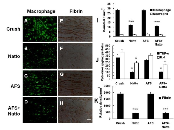 Figure 6. Determination of inflammatory cells and associated cytokines. The nerve tissues were retrieved 7 days after injury and were subjected to IHC with antibodies against CD68, neutrophils, fibrin and ELISA studies of pro-inflammatory cytokines. The representative samples of deposits of macrophages (A-D) and neutrophils (E-H) in injured nerve are shown. The quantitative analysis of macrophages and neutrophils (I), inflammatory cytokines (J), and density of fibrin aggregation (K) is depicted. * p < 0.05, *** p < 0.001. bar length = 50 μm, n = 6.
