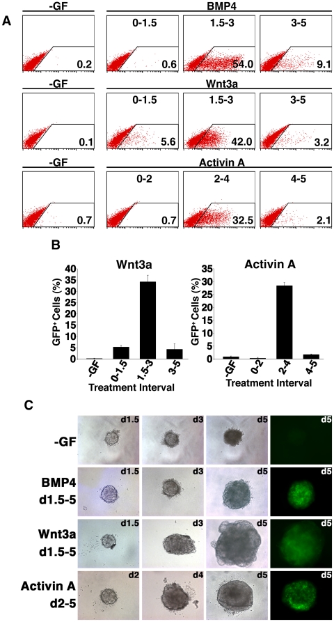 Figure 2. Mesendoderm inducing activities of BMP4, Wnt3a and Activin A are restricted to specific temporal windows during ESC differentiation.(A) Flow cytometry analysis at d5 of a representative experiment of Mixl1 GFP/w ESCs differentiated in cultures supplemented with 10 ng/ml BMP4, 100 ng/ml Wnt3a or 100 ng/ml Activin A for the indicated time intervals (measured in days after initiation of differentiation). The proportion of GFP+ cells is shown in the lower right of each plot. The flow cytometry profiles from no growth factor (-GF) control cultures are shown to the left of each series. (B) Histogram summarising flow cytometry data measuring the proportion of GFP+ cells at d5 in EBs treated with Wnt3a or Activin A during the time intervals indicated (days) (mean±sd, n = 3). (C) Brightfield and epifluorescence images of differentiating EBs. The growth factors and period of addition are indicated to the left of each row and day of differentiation when the image was taken in the top right hand corner of each panel. (Original magnification×100).