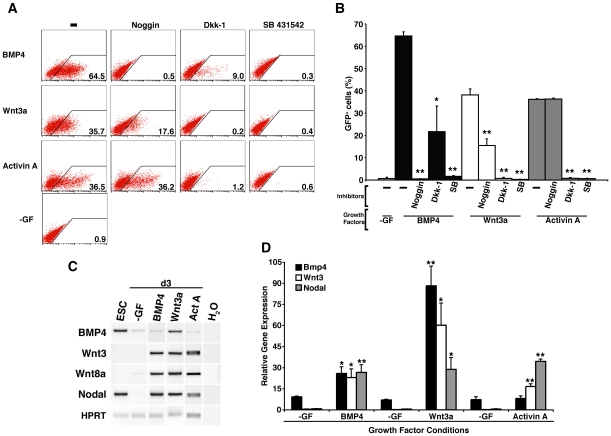 Figure 3. Induction of maximal proportions of GFP+ Mixl1GFP/w cells requires signalling via BMP, Wnt and Activin receptor pathways.(A) Flow cytometry analysis at d5 of a representative experiment of Mixl1 GFP/w ESCs differentiated in cultures supplemented with BMP4 (d1–d5), Wnt3a (d1–d5) or Activin A (d2–d5) alone or in the presence of the signalling pathway inhibitors noggin, Dkk-1 or SB 431542. Growth factors are shown to the left of each row and inhibitors are shown at the top of each column. Flow cytometry profiles obtained from control cells with no growth factor added (-GF) are shown in the bottom left panel. The percentage of GFP+ positive cells is recorded in the bottom right corner of each plot. (B) Histogram summarising flow cytometry data measuring the proportion of GFP+ cells at d5 in EBs treated with BMP4, Wnt3a or Activin A with and without inhibitors. (mean±sd, n = 3) (* p<0.05, ** p<0.01 compared to cells not receiving inhibitor). SB; SB 431542. (C) Semi-quantitative RT-PCR analysis of growth factor gene expression in cells from d3 cultures stimulated with BMP4 (d1–d3), Wnt3a (d1–d3) or Activin A (d2–d3). The samples are indicated at the top of each column and the growth factor genes analysed on the left of each row. ESC; undifferentiated ESCs, -GF; no growth factor, Act A; Activin A, H2O; no template control. (D) Real time PCR analysis of BMP4, Wnt3 and nodal gene expression at d3 in ESCs differentiated in the presence of BMP4 (d1.5–d3), Wnt3a (d1.5–d3) and Activin A (d2–d3). (mean±sem, n = 3). (* p<0.05, ** p<0.01 compared to samples collected from cells differentiated in the absence of growth factor.)
