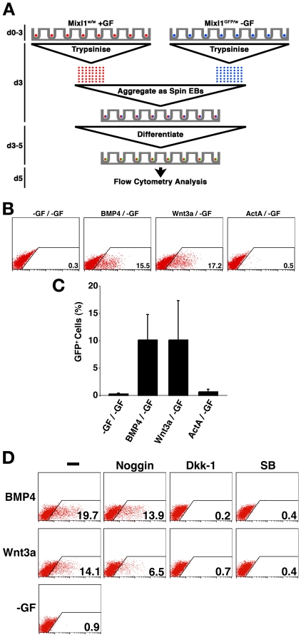 Figure 4. ES Cells differentiated in response to BMP4 or Wnt3a generate paracrine signals that induce GFP in Mixl1 GFP/w EBs.(A) Method used to assess the ability of ‘stimulator’ wild type Mixl1 w/w ESCs differentiated in the presence of growth factors to induce expression of GFP in ‘responder’ Mixl1 GFP/w ESCs differentiated in absence of exogenous growth factors. After 3d of differentiation, both ‘stimulator’ and ‘responder’ EBs were disaggregated and chimeric spin EBs formed by re-aggregating ‘stimulator’ and ‘responder’ cells in a 1∶1 ratio. After allowing differentiation to proceed for a further 2d in the absence of growth factors the chimeric EBs were harvested for analysis. (B) Flow cytometry analysis of d5 chimeric EBs. The growth factors used for the ‘stimulator’ and ‘responder’ cultures for the initial 3d of differentiation are shown above each panel of a representative experiment (stimulator/responder). All ‘responder’ differentiations were performed in the absence of added growth factors (/-GF). The flow cytometry profiles obtained using ‘stimulator’ cells not exposed to growth factor (-GF/-GF) are shown as a negative control. The percentage of GFP+ cells is shown. (C) Histogram summarising the flow cytometry data at d5 (mean ±sd, n = 3). (D) Flow cytometry analysis of d5 chimeric EBs formed by aggregating growth factor stimulated wild type Mixl1 w/w with unstimulated Mixl1 GFP/w differentiating ESCs at d3. At the time of aggregation, inhibitors of BMP (noggin), canonical Wnt (Dkk-1) and Activin receptor (SB 431542) signalling were added to the cultures. Growth factors used to stimulate the wild type ESCs from d0–d3 are shown to the left of each row. Inhibitors are shown at the top of each column. Flow cytometry profiles obtained with cells from the no growth factor (-GF) control cultures are shown. The percentage of GFP+ positive cells is recorded in the bottom right corner of each plot. SB; SB 431542.
