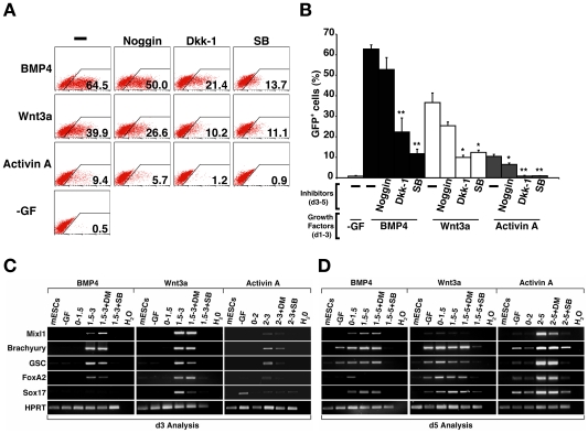 Figure 5. BMP4, Wnt and Activin signalling are required after d3 for maximal GFP induction from Mixl1 GFP/w EBs.(A) Flow cytometry analysis of GFP expression in d5 Mixl1 GFP/w EBs stimulated with BMP4 (d1–3), Wnt3a (d1–3) or Activin A (d2–3) and subsequently treated from d3–5 with the inhibitors noggin, Dkk-1 or SB 431542. SB; SB 431542. (B) Histogram summarising d5 flow cytometry data (mean±sd, n = 3) (* p<0.05, ** p<0.01 compared to cells not receiving inhibitor). SB; SB 431542. (C, D) Gene expression analysis of (C) d3 and (D) d5 differentiating mESCs treated with exogenous BMP4, Wnt3a and Activin A. The growth factor and treatment days are indicated across the top of each sample. Samples to which the Activin signalling inhibitor SB 431542 was added are indicated (SB), as are control samples that were treated with DMSO carrier (DM). The genes analysed are shown on the left hand side of each row.