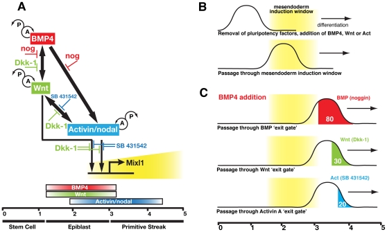 Figure 7. Induction of Mixl1 expression is regulated through the integration of signals from BMP, Wnt and Activin/nodal pathways.(A) Interactions between signalling pathways and inhibitors impacting upon Mixl1 induction. BMP4 stimulates expression of Wnt and Activin/nodal, which in turn induce Mixl1, perhaps acting through as yet unidentified intermediate molecules. The time periods (in days) and differentiation stages during which the differentiating ES cells are responsive to each stimulus are indicated. Probable autocrine (A) and paracrine (P) roles of the factors are indicated. (B) Removal of factors maintaining pluripotency enables ES cells to differentiate and to respond to BMP4, Wnt3a or Activin A signals delivered during a defined ‘temporal window’ for mesendoderm induction. (C) After cells pass through the mesendoderm window at d3, they then pass through ‘exit gates’ for each signalling pathway, after which time they are no longer dependent on that pathway for mesendoderm induction. In response to BMP4 addition between d1.5 and d3, the approximate percentage of cells that have passed the BMP4, Wnt3a or Activin A ‘exit gates’ at d3 is shown. See text for more details (Data taken from Figure 5B).