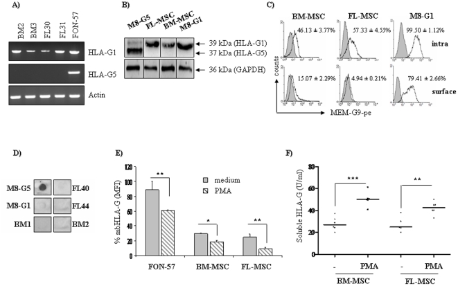 Figure 2. HLA-G expression in MSC.HLA-G was detected in BM-MSC and FL-MSC by using RT-PCR, western blot and flow cytometry. (a) The RT-PCR products from BM-MSC and FL-MSC, as a result of using specific primers for HLA-G1 and HLA-G5, were analyzed on an agarose gel. A FON-57 cell line and β-actin were used as positive controls for HLA-G1 and HLA-G5, and as a loading control, respectively. In other experiments, M8-G1 and M8-G5 transfected melanoma cell lines were used as positive control. (b) Detection of HLA-G isoforms in BM-MSC (passage 2–4, n = 3), FL-MSC (passage 12–15, n = 3), M8-G5 or M8-G1 (positive control) by western blot with 4H84 mAb. The 39 kDa bands correspond to HLA-G1 and the 37 kDa to the soluble form (the soluble HLA-G5 or the shed HLA-G1). (c) The same MSC were also stained at the cell surface or intracellularly with MEM-G/9-PE (filled histograms), a specific anti-HLA-G antibody. (d) Dot blot analysis showed that MSC do not secretes soluble HLA-G (clone 5A6G7), compared to melanoma M8-G5 cell line used as positive control. (e) To induce the shedding of the membrane bound HLA-G1, cells were treated or not with PMA (10 ng/ml) for 12 h and their HLA-G expression was evaluated by flow cytometry. PMA induce the release of HLA-G from M8-G1 cells as well as BM-MSC or FL-MSC, also confirmed by ELISA assay (f). Histogram indicated the percentage of decrease compared to the non treated cells (*P<0.01; **P<0.005). Averages of three independent experiments are shown.