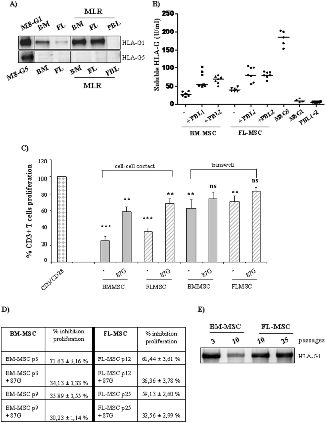 Figure 3. HLA-G plays a critical role in T cell-proliferation mediated by MSC.(a) Western blot analysis (4H84 and 5A6G7 mAbs) for HLA-G1 (39 kDa) and HLA-G5 (37 kDa) isoform after MLR (4 days). Following MLR, lymphocytes and MSC (passage 2–4 and 12–15 for adult and fetal cells, respectively) were loaded separately. (b) Soluble HLA-G released by MSC after MLR (4 days) was evaluated by ELISA assay. Two PBL and four adult or fetal MSC were used to evaluate HLA-G secretion. M8-G1 and M8-G5 melanoma cells were used as positive control for HLA-G1 and HLA-G5 isoform protein (contained and secreted, respectively. (c) CFSE-labeled T cells were cultured with MSC (ratio T∶MSC 5∶1) directly (cell-cell contact) or in transwell culture system. Neutralizing anti-HLA-G antibody (87G mAb) was added on days 0 and 2 (20 µg/ml), as previously reported. (d) BM-MSC lacks immunomodulatory properties after more than 8 passages of culture, whereas FL-MSC have a more prolonged inhibitory effect on T cells proliferation which remains HLA-G dependant. (e) Western blot analysis of HLA-G1 (4H84 mAb) protein expression in BM-MSC (passage 3 and 10) compared to FL-MSC (passage 10 and 25). Averages of three independent experiments are shown. Error bars represent the SD. P-values were calculated using Student's t-test. *P<0.05, ** P<0.01; ***P<0.001, ns = not statistically significant.