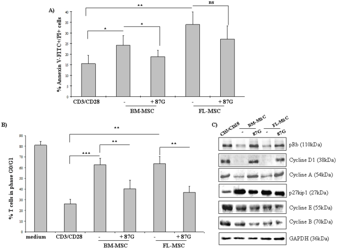 Figure 5. MSC regulates cell cycle entry of T cells, but do not induce cell apoptosis.Activated T cells were cultured with MSC (ratio T∶MSC of 5∶1) for 4 days. (a) Activated T cells were cultured with fetal and adult MSC to evaluate their apoptosis activities using the Annexin-V/PI assay. (b) Distribution of the G0–G1 phase in activated lymphocytes, as assessed by flow cytometry. (c) Expression of p27Kip1, pRb, and cyclins A, E, B and D1 were evaluated by western blot analysis. GAPDH was used as a loading control. Averages of four independent experiments are shown. Error bars represent SD. P-values were calculated using Student's t-test. *P<0.05, **P<0.01; ***P<0.001, ns = not statistically significant.
