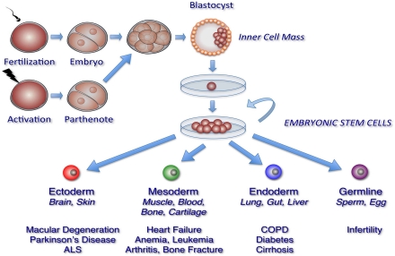 Figure 1.. Generation of pluripotent human embryonic stem cell lines.Generation of human embryonic stem cell (hESC) lines involves several steps. Donor embryos are first obtained after in vitro fertilization or by egg activation (parthenogenetic embryos), and allowed to develop in vitro. Pluripotent cells are then isolated either from the inner cell mass of pre-implantation blastocysts or from 4, 8, or 16 -cell stage morulae. Finally, isolated cells are plated in defined hESC medium with or without feeder cell layers to propagate and select for pluripotent cell populations. These processes have resulted in hESC lines able to generate tissues from all three embryonic germ layers and the germline.