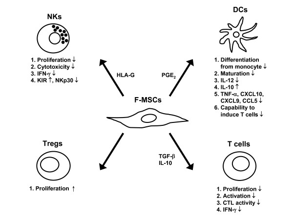 Figure 1. Immunomodulatory effects of F-MSCs on different immune cells. F-MSCs inhibit proliferation, cytokine secretion, and cytotoxic potential of NKs and CTLs. They also impair maturation, cytokine production, and T-cell stimulatory capacity of DCs. Moreover, F-MSCs inhibit the proliferation and cytokine secretion of T cells and promote the expansion of Tregs.