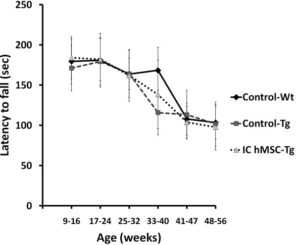 Figure 3. Average of rotarod performance of mouse which received intracranial human mesenchymal stem cells transplantation at sequential periods. Average of latency to fall from rotarod (in seconds) of mice after serial hMSCs implantation through intracranial injection was compared every 8 weeks. Rotarod performance of SCA2 transgenic mice (n = 5) was not significantly improved by serial intracranial hMSCs transplantation at 33-40 weeks of age (p = 0.055). hMSCs, Statistical analysis between each group was performed by one-way ANOVA (p = 0.055), and between Control-Wt (n = 16) and Control-Tg group (n = 10) was performed by t test (p < 0.05).