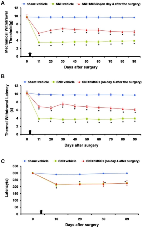 Figure 1. (A) Effects of human mesenchymal stem cells on reflex withdrawal responses (g, mean ± SEM) to mechanical noxious stimuli in SNI mice. The onset of SNI-induced mechanical allodynia was evaluated in ipsilateral sides every 10 days starting from day 11 until 90 days after surgery. Mice showed a significant reduction in the threshold to mechanical stimulation in the ipsilateral paw (*p < 0.05 vs. sham-operated mice) after SNI surgery. Human MSC treatment (on day 4 after SNI surgery, as indicated by the arrow) prevented the appearance of mechanical allodynia at 11, 20, 30, 40, 50, 60, 70, 80, and 90 days post-SNI (°p < 0.05 vs. SNI mice). (B) Effects of human mesenchymal stem cells on reflex withdrawal responses (s, mean ± SEM) to thermal noxious stimuli in SNI mice. The onset of SNI-induced thermal hyperalgesia was evaluated in ipsilateral sides every 10 days starting from day 11 until 90 days after surgery. SNI mice showed a significant reduction in withdrawal latency to radiant heat in the ipsilateral paw (*p < 0.05 vs. sham-operated mice). Human MSC treatment (on day 4 after SNI surgery, as indicated by the arrow) prevented the appearance of thermal hyperalgesia 11, 20, 30, 40, 50, 60, 70, 80, and 90 days post-SNI (°p < 0.05 vs. SNI mice). (C) Rotarod motor testing results. The effects of human mesenchymal stem cell injection on motor performance in the Rotarod test is shown. Systemic administration of hMSCs in tail vein of SNI mice had no effect on motor function compared with vehicle treated SNI mice. Human MSCs were injected on day 4 after the SNI surgery. Results are expressed as the mean ± SEM of the latency (s; n = 5 mice/group). *p < 0.05 vs. sham/vehicle.