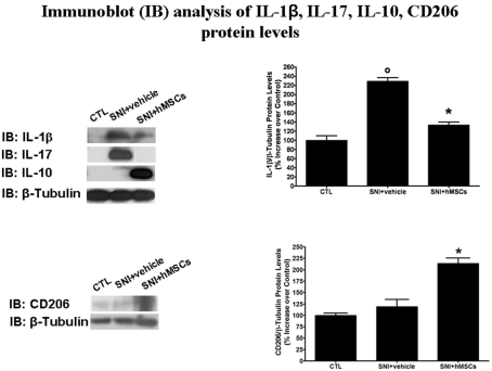 Figure 3. Representative western blot analysis for IL-1β, IL-17, IL-10, CD206, and housekeeping β-tubulin mouse proteins are shown. The semi-quantitative analysis of protein levels was carried out by the “Gel Doc 2000 UV System” (Bio-Rad, Hercules, CA, USA). Human MSC treatment (on day 4 after SNI surgery) reduced the protein levels of pro-inflammatory interleukins IL-1β and IL-17 in hMSC-treated 30 days-neuropathic mice (SNI + hMSCs) respect to vehicle treated 30 days-neuropathic mice (SNI + vehicle). Human MSC treatment (on day 4 after SNI surgery) increased the protein levels of anti-inflammatory interleukin IL-10 and activated anti-inflammatory macrophage marker CD206 in hMSC-treated 30 days-neuropathic mice (SNI + hMSCs) respect to vehicle treated 30 days-neuropathic mice (SNI + vehicle). Upper graph shows IL-1β/β-tubulin normalized values as obtained by immunoblot analysis. Human MSC treatment (on day 4 after SNI surgery) reduced the protein levels of IL-1β interleukin in hMSC-treated 30 days-neuropathic mice (SNI + hMSCs) respect to vehicle treated 30 days-neuropathic mice (SNI + vehicle). ANOVA, followed by Student–Neuman–Keuls post hoc test, was used to determine the statistical significance among groups. *p < 0.01 was considered statistically significant. Lower graph shows CD206/β-tubulin normalized values as obtained by immunoblot analysis. Human MSC treatment (on day 4 after SNI surgery) increased the protein levels of activated anti-inflammatory macrophage marker CD206 in hMSC-treated 30 days-neuropathic mice (SNI + hMSCs) respect to vehicle treated 30 days-neuropathic mice (SNI + vehicle). ANOVA, followed by Student–Neuman–Keuls post hoc test, was used to determine the statistical significance among groups. *p < 0.01 was considered statistically significant.