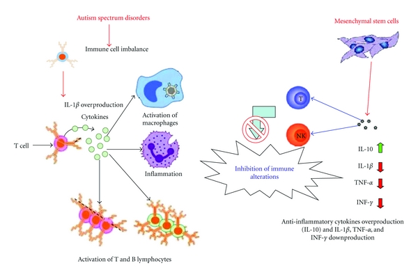 Figure 1. Paracrine and immunomodulatory effects as possible mechanisms of action of mesenchymal stem cells (MSCs) in autism spectrum disorder (ASD) treatment. In humans, ASDs are associated with immune alterations and pro-inflammatory cytokines (i.e., IL-1β) over-production. These cytokines are able to trigger pro-inflammatory cellular events. Data from in vitro models show that MSCs are able to affect not only T cells, but also other cells of the immune system (i.e., NK cells). Immunoregulatory properties of MSCs are through secretion of large amounts of several bioactive molecules (paracrine activity), that is, PGE-2, IL-10. These molecules cause the inhibition or the unresponsiveness of T-cell mediated responses.