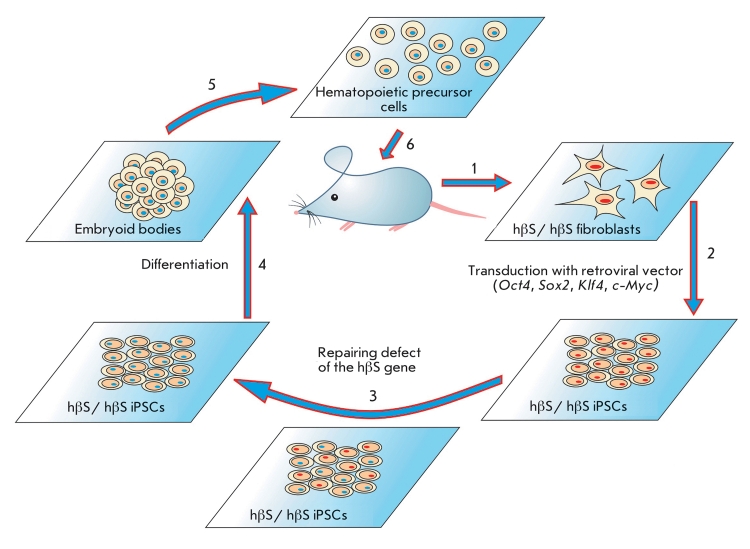 Fig. 1. Design of an experiment on repairing the mutant phenotype in mice modeling sickle cell anemia development. Fibroblasts isolated from the tail of a mouse (1) carrying a mutant allele of the gene encoding the human hemoglobin β-chain (hβs) were used for iPSC production (2). The mutation was then repaired in iPSCs by means of homological recombination (3) followed by cell differentiation via the embryoid body formation (4). The directed differentiation of the embryoid body cells led to hematopoietic precursor cells (5) that were subsequently introduced into a mouse exposed to ionizing radiation (6).