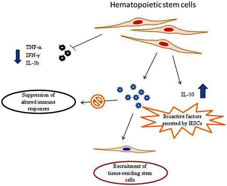 Figure 1. Possible mechanisms of action of hematopoietic stem cells (HSCs) in autism spectrum disorder (ASD) therapy. Pro-inflammatory molecules released in ASDs could recruit HSCs to the site of inflammation. HSCs synthesize and release a broad variety of biofactors, including cytokines, chemokines, and growth factors. These bioactive molecules secreted from stem cells are able to suppress aberrant immune responses and stimulate recruitment, retention, and activation of tissue-residing stem cells. In addition, HSCs are able to down-regulate the pro-inflammatory TNF-α, IFN-γ, and IL-1, that are responsible for neuroinflammatory processes in ASDs, as well as to up-regulate the anti-inflammatory cytokine IL-10.