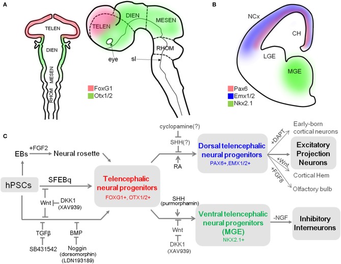 Figure 1. A summary of differentiation from hPSCs into neocortical excitatory projection neurons and inhibitory interneurons. (A) Schematic mouse brain at E8 (left) and at E10.5 (right) depicting the expression domain of Foxg1 and Otx1/2. (B) Coronal hemi-section view of mouse brain at E13 showing the distinctive expression domains of Emx1/2, Pax6, and Nkx2.1, abbreviation: TELEN, telencephalon; DIEN, diencephalon; MESEN, mesencephalon; RHOM, rhombencephalon; sl, sulcus limitans; NCx, neocortex; LGE, lateral ganglionic eminence; MGE, medial ganglionic eminence; CH, cortical hem. (C) Human PSCs are induced into telencephalic neural progenitors in three main ways: (1) culturing EBs in suspension and isolation of neural rosette cell from the subsequent adherent culture of EBs (Zhang et al.,), (2) SFEBq method (Eiraku et al.,), and (3) dual-SMAD inhibition method (Chambers et al.,). Telencephalic fate can be facilitated by inhibition of the Wnt pathway during neural induction (Eiraku et al.,; Maroof et al.,; Nicholas et al.,). Telencephalic neural progenitors can be specified either to dorsal fate by blockade of endogenous SHH signal (Vazin et al.,) or exogenous RA treatment (Shi et al.,), or to ventral fate by additional activation of SHH signal (Liu et al.,; Maroof et al.,; Nicholas et al.,) combined with Wnt inhibition (Li et al.,). Dorsal telencephalic progenitors can generate a variety of excitatory projection neurons (Eiraku et al.,; Shi et al.,; Lancaster et al.,), and also be further specified into (1) early-born cortical neurons such as Reelin-positive Cajal-Retzius cells or CTIP2-positive deep layer neurons depending on timing of DAPT treatment; (2) cortical hem by exogenous Wnt; and (3) olfactory bulb by FGF8 treatment (Eiraku et al.,). In contrast, ventral telencephalic progenitors can differentiate into functional GABAergic inhibitory neurons by either withdrawal of NGF in the culture medium (Liu et al.,) or by adjusting the temporal window for SHH treatment during the ventralization step (Maroof et al.,).