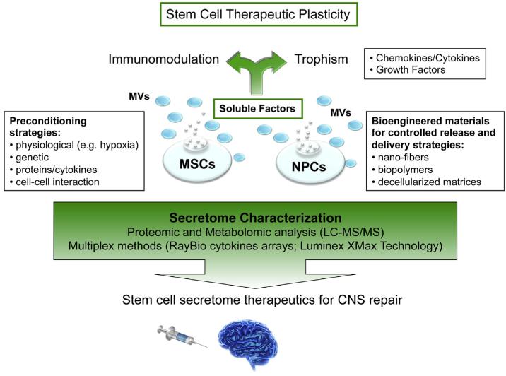 Fig. 1. Proposed model for the therapeutic application of mesenchymal/neural stem cell secretome in CNS repair.Exchange of signals between grafted MSCs or NPCs and the host lead to remarkable tissue trophic effects on endogenous brain cells and beneficial modulatory actions on innate and adaptive immune responses, which ultimately promote the healing of the injured CNS. The characterization of the SCS is one of the main challenges of proteomics and metabolomics applied to neuroscience. Coupling of preconditioned media with bioengineered materials may be employed to control and sustain the expression of customized secretome and possibly extend the duration of the observed therapeutic effects.