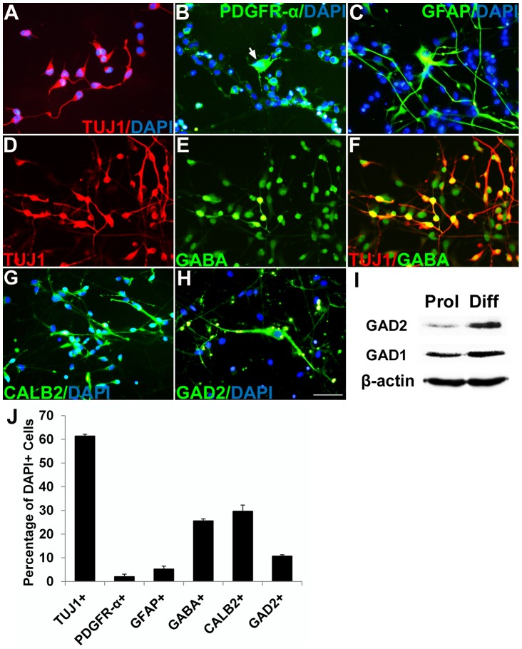 Figure 1. Multipotent human NSPCs and differentiation into GABAergic neurons in culture.(A–C) Under differentiation conditions, differentiation of fractions of NSPCs into TUJ1+ neurons visualized by Texas Red (A), PDGFR-α+ oligodendrocyte progenitors identified by fluorescein (B), and GFAP+ astrocytes imaged using fluorescein (C) could be observed. Nuclei were counterstained with DAPI. (D–F) Many NSPC-derived differentiated neurons were co-labeled with TUJ1 (red) and GABA (green) with small bipolar processes. (G, H) Fractions of NSPC-derived cells also expressed CALB2 (calbindin2, green) and GAD2 (GAD65, green). Scale bar, 50 µm. (I) Western blot analysis shows that GAD1 and GAD2 were expressed highly in NSPCs under differentiation conditions. (J) The bar chart illustrates percentages of NSPCs that exhibit differentiation into TUJ1+ neurons, PDGFR-α+ oligodendrocyte progenitors, GFAP+ astrocytes, GABA+ neurons, CALB2+ neurons, and GAD2+ neurons. Quantification of the data presented in (J); mean ± SEM (n = 3).