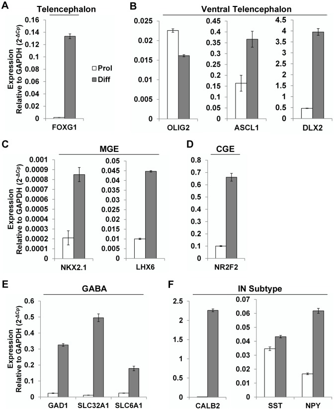 Figure 2. Transcript expression profiling of human NSPCs.(A–F) Expression patterns of genes associated with development and function of GABAergic neurons were analyzed in NSPCs under proliferation (Prol) and differentiation conditions (Diff) using quantitative RT-PCR. The expression levels of each mRNA expression were normalized to levels of GAPDH. Panels show: telencephalic (A), ventral telencephalic GABAergic neuronal lineage (B), medial ganglionic eminence (MGE) (C), caudal ganglionic eminence (CGE) (D), GABAergic neuron (E), and interneuron (IN) subtype markers (F). The expression levels of makers were significantly elevated under Diff condition compared to under Prol condition except OLIG2. Data represented as mean ± SEM (n = 3).