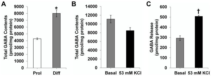 Figure 3. HPLC analysis for GABA in human NSPCs.(A) huNSPCs contain GABA under both proliferation (Prol) and differentiation (Diff) conditions in culture. Note that the total intracellular GABA content of NSPCs was significantly higher under Diff conditions than under Prol conditions. (B, C) NSPCs under Diff conditions were incubated in basal (4 mM KCl) or high K+ (53 mM KCl) medium, and intracellular GABA content (B) and GABA release into the medium (C) were quantified. * Significantly different from that under Prol conditions at P<0.05; † significantly different from that in the basal medium at P<0.05; error bars indicate ±SEM.