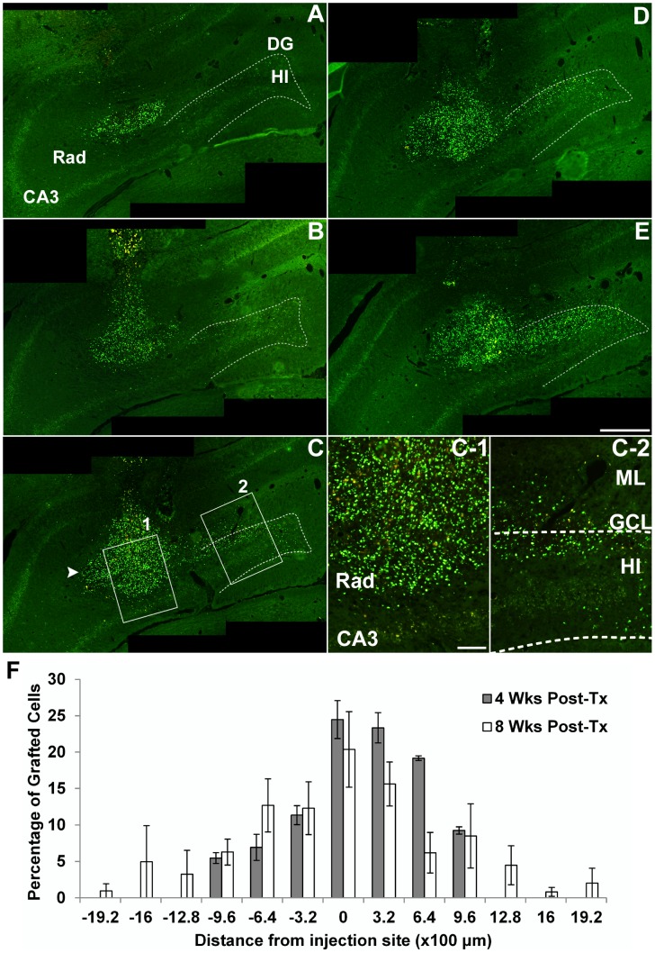 Figure 4. Engraftment and distribution of human NSPCs into the hippocampus of kindled rats.(A–E) Serial sections (320 µm apart) throughout the hippocampus were used to determine the location of BrdU+ grafted cells, visualized with fluorescein at 4 weeks following transplantation. A–E panels are representative images of serial coronal sections of the hippocampus which are ordered from anterior to posterior. Grafted cells had migrated apart from the injection site (arrowhead in C) and dispersed throughout the adjacent hippocampal subfields. Many grafted cells were predominantly placed in the radiatum layer (Rad) of the CA3 region, molecular (ML) and granular cell layer (GCL) of the dentate gyrus (DG), and hilus (HI) of the hippocampus. Dotted lines denote the boundary between HI and GCL of the DG. In panel C, the boxed regions of the Rad (1), and ML, GCL and HI (2) are magnified in panel C-1 and C-2, respectively. Scale bar, 500 µm (A–E) and 100 µm (C-1, C-2). (F) The bar chart illustrates the distribution of grafted cells versus rostrocaudal distances to injection site at 4 and 8 weeks after transplantation. The number of grafted cells/distance of serial sections was expressed as a percentage of the total number of surviving cells. Values are represented as mean ± SEM.