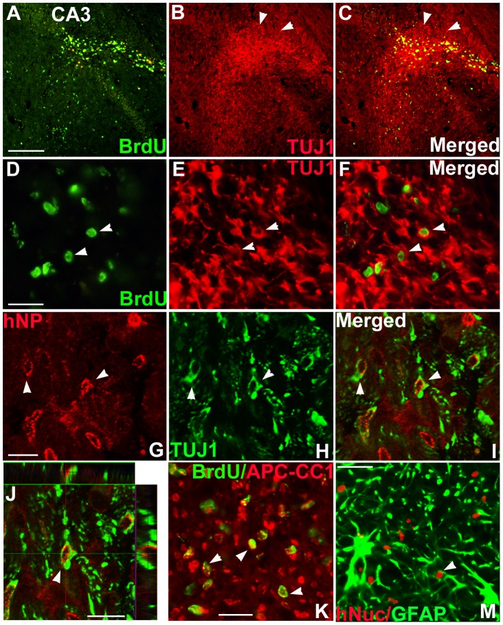 Figure 5. Differentiation of human NSPCs following transplantation into the hippocampus of kindled rats.(A–F) BrdU+ grafted cells (green) were co-stained with TUJ1 (red, arrowheads in B, C, E, F) in the CA3 region of the hippocampus (A–C) and fimbria (D–F) in rats. (G–J) hNP+ grafted cells (red, arrowheads in G, I, J) were co-localized with TUJ1 (green, arrowheads in H–J) in the hilus of the hippocampus. (J) Orthogonal view from confocal z-series showed that hNP (red) in nuclei and TUJ1 (green) in cytoplasm were expressed in the same cell. (K, M) Under the dual-filter microscope, BrdU+ grafted cells co-expressed APC-CC1 in the fimbria (arrows in K), and hNuc+ grafted cells co-expressed GFAP in the CA3 region (an arrow in M). Scale bar; 200 µm (A), 20 µm (D), 10 µm (G, J), 20 µm (K).