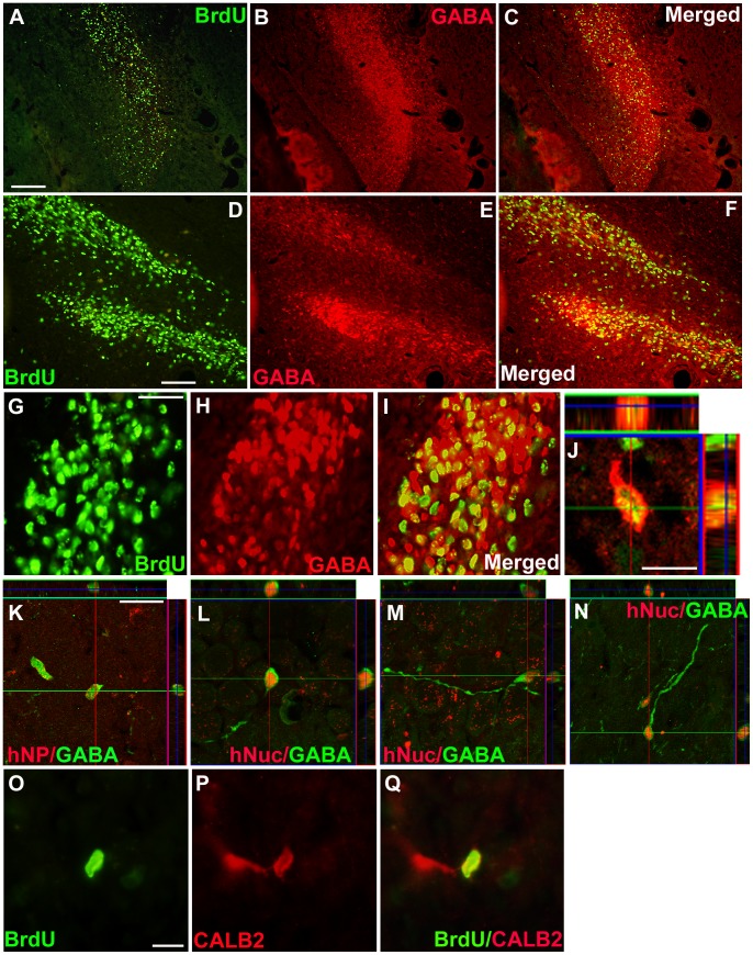 Figure 6. Differentiation of human NSPCs into GABAergic neurons in the hippocampus of kindled rats.(A–J) BrdU+ grafted cells (green, A, C, D, F, G, I, J), were co-labeled with GABA (red, B, C, E, F, H–J), in the molecular and granular layer of the dentate gyrus, hilus of the hippocampus (A–C), and the radiatum layer of the CA3 region (D–J) of rats. (G–I) A large fraction of BrdU+ grafted cells co-expressed GABA, as viewed under the dual-filter microscope. (J) Orthogonal view from confocal z-series visualized co-expression of BrdU (green) and GABA (red) in a grafted cell. (K–N) Orthogonal images show that hNP or hNuc+ grafted cells (red) co-expressed GABA (green) in different layers of the CA3: the stratum lucidum (K), stratum pyramidale (L and M), and stratum oriens (N). (O–Q) A BrdU+ grafted cells (green) were also co-labeled with calbindin2 (CALB2, red) in the stratum oriens around the CA3 area. Scale bar, 200 µm (A), 100 µm (D), 50 µm (G), 10 µm (J), 20 µm (K), 10 µm (O).