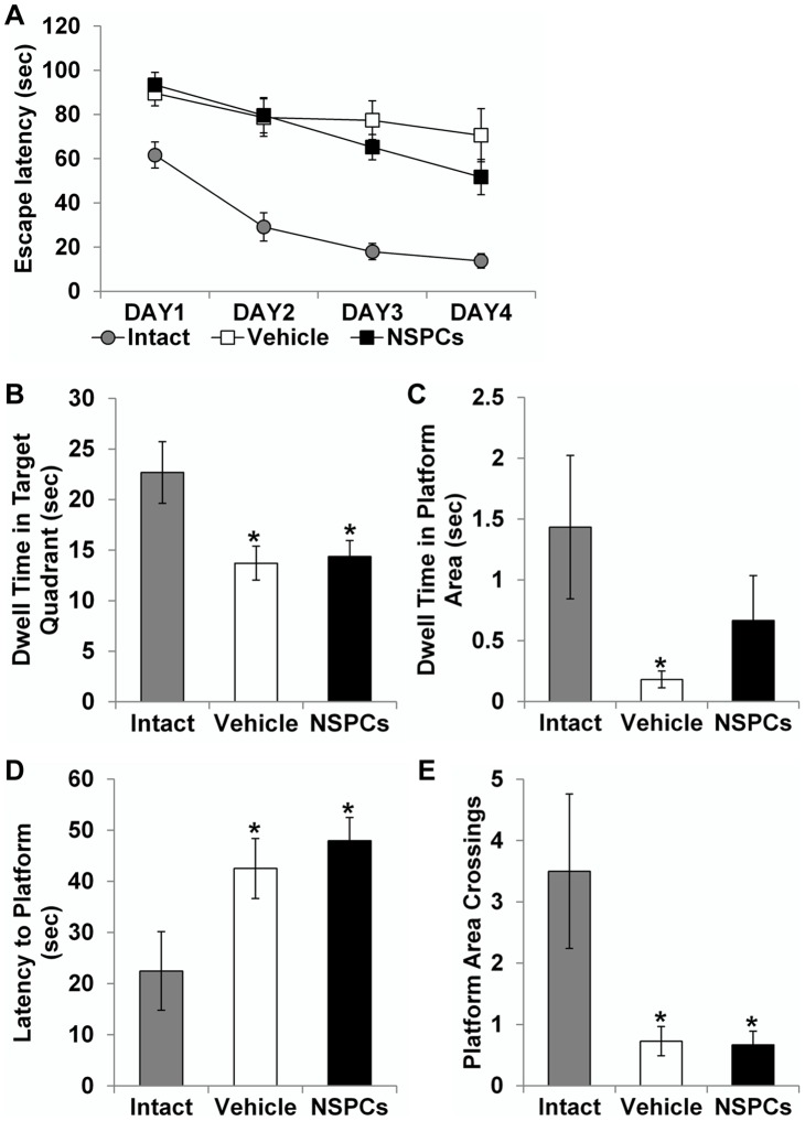 Figure 9. Effect of human NSPC grafting on spatial learning and memory function in the pilocarpine-treated rats.(A) Latency to locate the hidden platform (escape latency) was recorded. In the age-matched intact controls, escape latency decreased gradually and significantly over the 4 days of testing, indicating excellent spatial learning. In contrast, NSPC- and vehicle-injected epileptic rats showed markedly longer latency to escape the maze than intact controls (P = 0.024 and P = 0.006, respectively). (B–E) During probe testing on day 5, parameters of memory retention were measured in the three groups: dwell time in the target quadrant (B), dwell time in the platform area (C), latency to the platform (D), and platform area crossings (E). Vehicle-injected epileptic rats exhibited significant deficits in memory retention in terms of all parameters. NSPC-transplanted epileptic rats also showed significant memory deficits, except dwell time in the platform area. * Significantly different from age-matched intact controls at P<0.05; error bars indicate ±SEM.