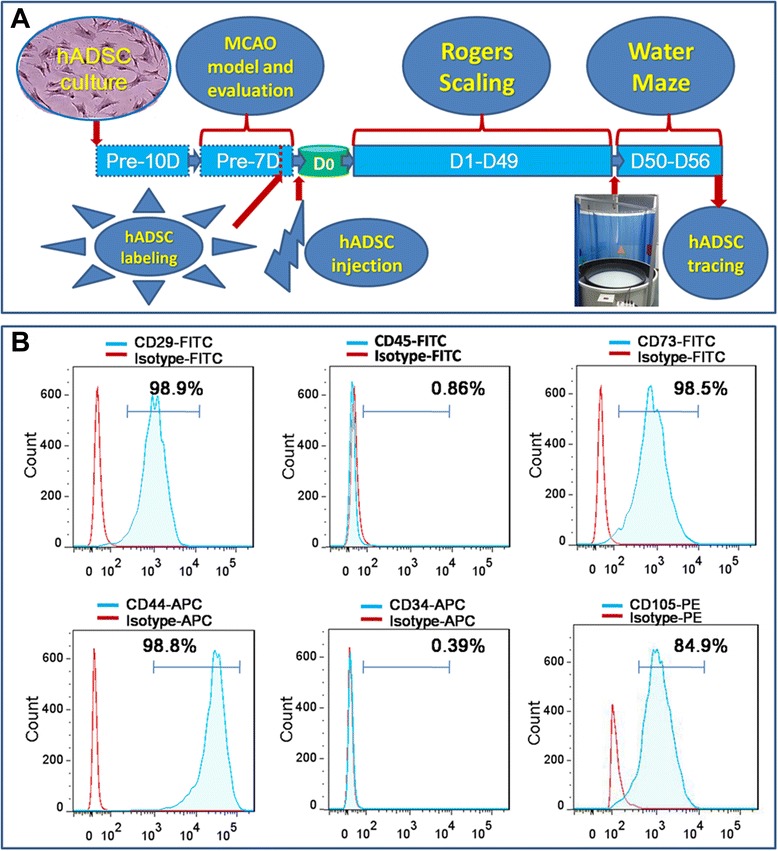Figure 1. Experimental diagram (A), hADSC surface antigen profiling with FACS showed that hADSCs positively express CD29, CD44, CD73 and CD105, negatively express CD34 and CD45 (B). FACS, flow activated cell sorting; hADSCs, human adipose-derived stem cells.