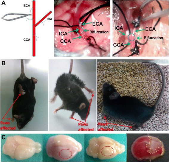 Figure 2. MCAO mouse model processing diagram (A), MCAO mouse model confirmation by abnormal behaviors (B), brain injury appearance and TTC staining was used to confirm the success of the MCAO mouse model (C). MCAO, middle cerebral artery occlusion.