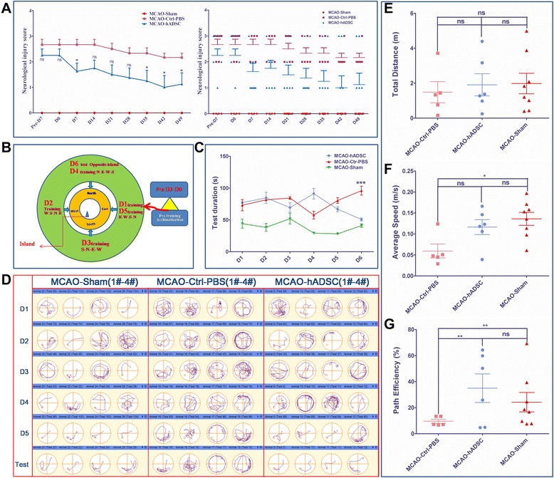 Figure 3. Rogers Scale scoring for three groups of mice and the score distribution within each group (A), water maze performing protocol diagram and the test duration (S) for each group of mice (B and C), the water maze track path information for the representative mice within each group (D), their total distance travelled (m), their average speed (m/s) and their path efficiency (%) on the test day (D6) (E to G). *,** and *** indicate that significant differences were found between the groups (P <0.05, P <0.01 and P <0.001, respectively).