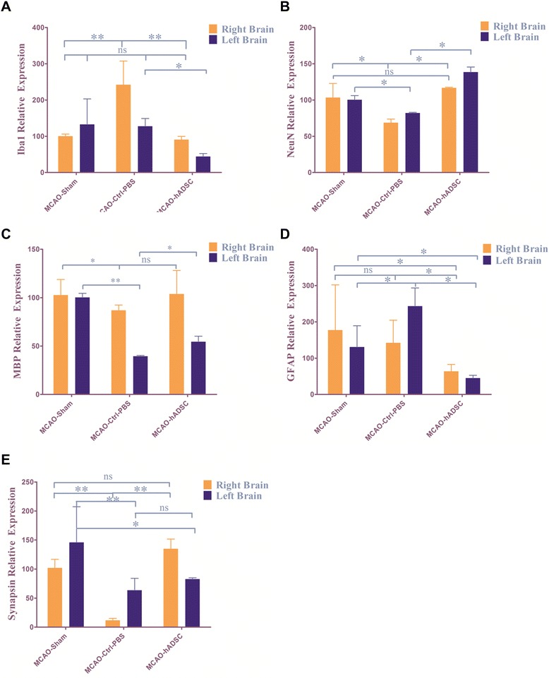 Figure 7. qRT-PCR to detect different endogenous cell marker expression: (A) Iba1 for microglia cells, (B) NeuN for neurons, (C) MBP for oligodendrocytes, (D) GFAP for astrocytes, (E) Synapsin for neurons. *, ** and *** indicate that significant differences were found between groups (P<0.05, P<0.01 and P<0.001, respectively). GFAP, glial fibrillary acidic protein.