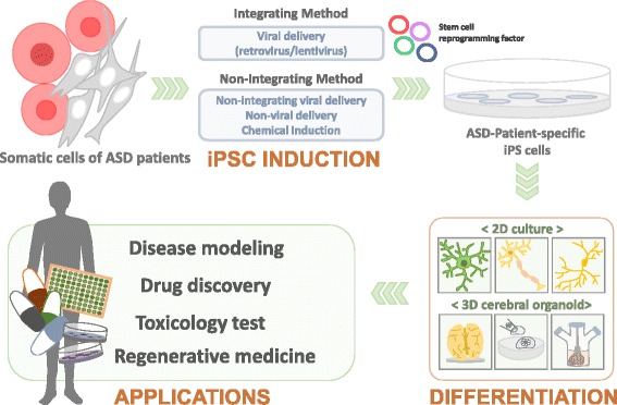 Fig. 1. Generation and application of patient-specific iPSCs. Patient-specific iPSCs have been generated from human somatic cells such as skin fibroblasts or peripheral blood cells by viral, non-viral delivery, or chemical induction method. These customized iPSCs have been differentiated into desired neuronal cell types such as neurons, astrocytes, or microglia. Furthermore, iPSC-derived EB (embryoid body) could develop 3D cerebral organoids, which can recapitulate human cortical development. Therefore, patient-specific iPSC-derived neural cells or cerebral organoids could be used for diverse applications for disease modeling, drug discovery, toxicology test, and regenerative medicine