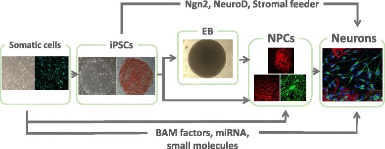 Fig. 2. Neural differentiation from iPSCs. To study the pathophysiology of ASD using iPSCs-derived neurons, iPSCs need to be differentiated into the disease-relevant neuronal subtype such as cortical neurons. There are general methods currently used for neural induction through embryoid body (EB) formation, cultivation on stromal feeder cells, direct differentiation of iPSCs into neural lineage by lineage specific factors such as Ngn2 or NeuroD1, or direct conversion of somatic cells into neurons by expression of BAM factors and/or microRNAs