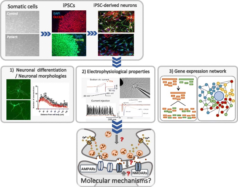 Fig. 3. Phenotypic analyses of iPSC-derived neurons. Patient-specific iPSCs are generated from human somatic cells. After characterization, expansion, and stabilization of iPSCs, ASD patient-derived human neurons are induced. These differentiated neurons can be characterized by changes in neuronal differentiation, morphological properties, electrophysiological properties, or gene expression network to elucidate molecular pathogenic mechanisms associated with ASD such as synaptopathy