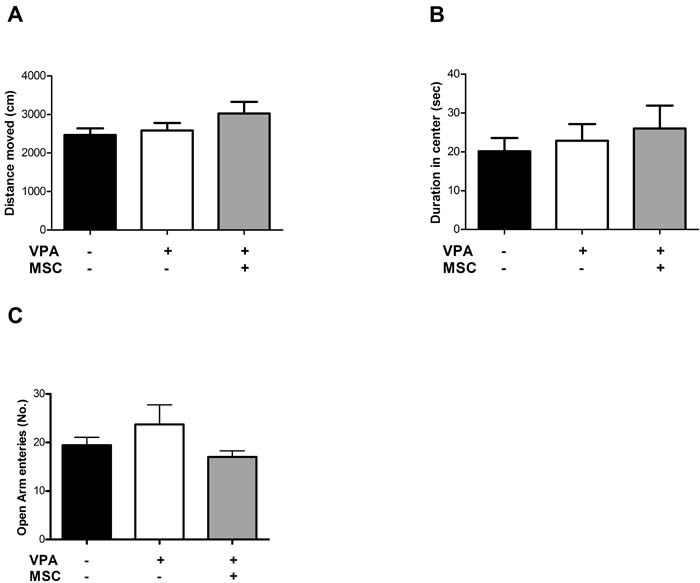 Figure 1. Open field and elevated plus maze assays did not reveal differences between VPA-exposed and untreated miceOpen field assay did not show significant differences between VPA-treated and untreated mice, transplanted or not with MSC at the age of 7 weeks. Both general locomotion (total distance moved) and duration in the center of the arena were unchanged (A and B, respectively). In the elevated plus maze assay, (C) no differences in the number of entries to the open arms were observed. Data presented in the graph as means ± standard error.