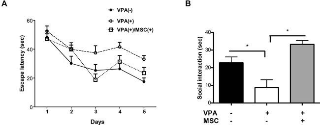 Figure 2. Mesenchymal stem cells transplantation can restore cognitive and social behaviour in VPA-treated miceA. 7-week-old mice were assayed for spatial learning in the MWM paradigm for 5 days. Escape latency was measured each day in 4 separate trials. The learning curve of VPA-treated mice significantly differed from that of untreated mice and MSC-transplanted mice (** p < 0.05, ANOVA repeated measures, n = 7). B. Sociability measured as the total duration of interaction between the tested mice with social stimuli in the three chambers assay showed a significant decrease (* p < 0.05, one-way ANOVA, n = 13) in VPA-treated mice compared with untreated and MSC-transplanted mice. Data presented as means ± standard error.