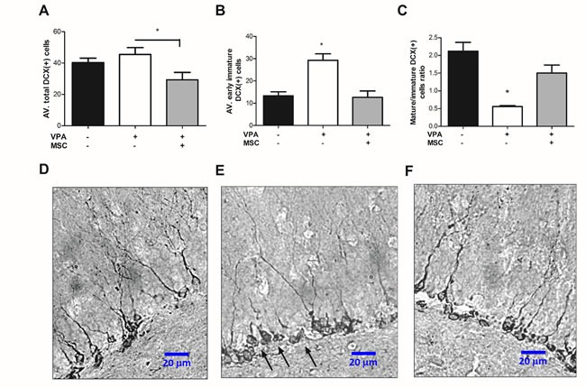 Figure 3. Mesenchymal stem cell transplantation can repair impaired hippocampal neurogenesis in VPA treated miceFrozen 20-micron brain sections were immune-stained for the expression of DCX in the granular cell layer of the DG. Positive DCX expression was differentially counted for immature, early differentiating cells (presenting no dendritic extension) and for maturing DCX-positive cells presenting dendritic extension. Average cell-number per hippocampus was calculated for each mouse, and data is presented in graphs as means ± standard error. A. Average number of total DCX(+) cells demonstrates a significant reduction in MSC-transplanted mice compared with non-transplanted VPA-treated mice (*p < 0.05, one way ANOVA, n = 4-7). B. Average number of immature DCX-positive cells is greatly increased in VPA-treated mice compared with untreated mice and MSC-transplanted mice (*p < 0.05, one-way ANOVA, n = 4-7). C. Average ratio of mature/immature DCX-positive cells was significantly reduced in VPA treated mice compared with the untreated and MSC transplanted mice (*p < 0.05, one-way ANOVA, n = 4-7). D., E. and F. micrographs of representing dental gyri of the untreated, VPA-treated and MSC- transplanted mice, respectively (mag. X400, scale bar 20 μm). Note the accumulation of immature DCX-positive cells (arrows) versus reduced number of maturing DCX-positive cells presenting dendritic branching, in VPA-treated mice (E) compared with the untreated (D) and MSC-transplanted mice (F).