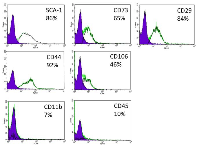 Figure 5. Immunophenotype of MSC culturesCultured MSC were stained with fluorescently labelled antibodies for mesenchymal (CD29, CD44, CD73, SCA-1, CD106) and hematopoietic markers (CD45, CD11b) using the mouse multipotent mesenchymal stromal cell marker antibody panel (cat No. SC018; R&D systems; Minneapolis; USA). Negative control samples were processed similarly but without marker specific primary antibodies. The FACS analysis results are presented with the percent of positive cells for each marker. Filled histograms represent negative control distribution, and blank histograms represent MSC cultures stained with the appropriate marker specific antibody.