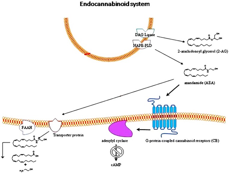 Figure 1. Endocannabinoids, such as N-arachidonoylethanolamine (anandamide, AEA) and 2-arachidonoyl glycerol (2-AG), are synthesized and released upon demand in a receptor-dependent way, through the AEA biosynthetic enzyme N-acylphosphatidylethanolamine-hydrolyzing phospholipase D (NAPE-PLD) and the diacylglycerol (DAG) lipase enzyme, respectively. They exert their effects through the G-protein-coupled cannabinoid receptors CB1 and CB2, which, in turn, are negatively coupled to adenylyl cyclase enzyme. After the specific binding with their receptors, endocannabinoids are transported into cells by a specific uptake system and degraded by the enzymes fatty acid amide hydrolase (FAAH). Adapted from, with permission of Springer.