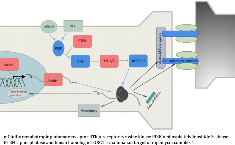 Fig. 1. Proteins known to cause monogenic ASD are shown in red. Some of these, including TSC1/2, directly impact on ribosomal translation via the AKT-mTORC1 (mechanistic target of rapamycin complex 1) pathway, leading to altered synaptic protein expression and hence altered synaptic function. Others feed into this loop at the level of transcript production (MECP2) and selection (FMRP) and protein degradation (UBE3A, not shown). Many other ASD-linked proteins also act within this synaptopathic loop, including various cell adhesion molecules (e.g. neuroligins [NLGNs], neurexins [NRXNs]), scaffolding proteins (e.g. postsynaptic density protein 95 [PSD95]), cytoskeletal proteins (e.g. disrupted in schizophrenia 1 [DISC1]), receptors (e.g. AMPA, NMDA, mGluR) and DNA-binding proteins (e.g. chromodomain-helicase-DNA-binding protein 8 [CHD8]). The entire rapidly expanding list of over 900 ASD-linked genes can be found at the Simons Foundation Autism Research Initiative (SFARI) database (https://gene.sfari.org/database/human-gene/)