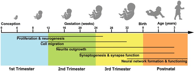 Fig. 2. Developmental timeline relevant to ASD. Schematic of prominent processes occurring during different periods of human fetal and post-natal brain development. Adapted from Lombardo et al.