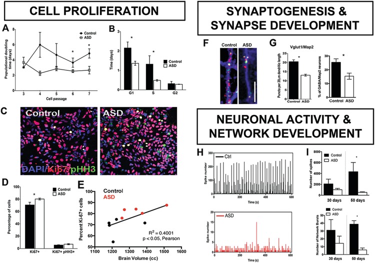 Fig. 3. Excess cell proliferation, abnormal synaptic development and reduced neural activity are associated with iPS cells of ASD toddlers with enlarged brains. a ASD iPS cells proliferate more rapidly than control. The iPS cells from ASD and control were differentiated to NPCs. From passages 2 to 6, cells were plated at the same density and population doubling time at each passage was calculated. Results of all lines (2 clones per line) are presented as mean ± s.e.m. (*repeated measurements P = 0.02, post hoc P < 0.04). b ASD cell cycle has abnormally short G1 phase. Adherent monolayer NPCs from control and ASD iPS cells were dissociated, counted for calculation of population doubling time and prepared for cell cycle analysis. Results are presented as the time spent in each cell cycle stage (n ⩾ 4, mean ± s.e.m., analysis of variance (ANOVA) P < 0.04, post hoc P < 0.04 for comparing the time spent in G1 phase in the ASD NPCs with those of the control NPCs, respectively). c Control and ASD NPCs were immunostained with 4′,6-diamidino-2- phenylindole (DAPI; blue), anti-pHH3 (green) and anti-ki67 (red) (scale bar: 200 μm). Representative images of the staining are shown. d Quantification of the percentage of Ki67+ − and Ki67+ pHH3+ −labeled cells are presented as mean ± s.e.m. (n ⩾ 5; *P < 0.03 for comparing the results of the ASD with those of the control NPCs). e Greater proliferation rates in ASD were correlated with greater early brain overgrowth. Pairwise correlation between individual brain size (volume) and respective NPC cell line proliferation rates (% of Ki67-positive cells). ASD displays reduced and deviant synaptic development as shown in panels f and g. f Representative images of synaptic processes from cells after neuronal differentiation (Map2, blue). The iPSC-derived neurons express markers for excitatory neurons, such as postsynaptic density protein 95 (PSD95, red) and vesicular glutamate transporter 1 (VGlut1, green) (scale bar: 5 μm). g Bar graphs show synaptic puncta size in ASD vs control neurons (P < 0.05 for comparing the results of the ASD with those of the control neurons), and GABA-positive neurons in all ASD-derived neurons compared with all controls (*P < 0.001). h ASD neural activity is sharply reduced. Representative image of number of spikes recorded over 10 min at 50 days of culture maturation (n = 3 wells per cell type). i ASD neural activity is sharply reduced. Top, total number of spikes from data obtained from controls (n = 6) and ASD (n = 10) clonal lines differentiating over 30 days and controls (n = 4) and ASD (n = 9) clonal lines at 50 days after differentiation over 10 min of recording. Results are presented as mean ± s.e.m. (*P = 0.0046 for comparing the results of the ASD with control networks). Bottom, number of network bursts from wells that were able to generate bursts (10 spikes over 100 ms). Results are presented as mean ± s.e.m. (*P < 0.0001 for comparing the results of the ASD with control networks). Images adapted from Marchetto et al.