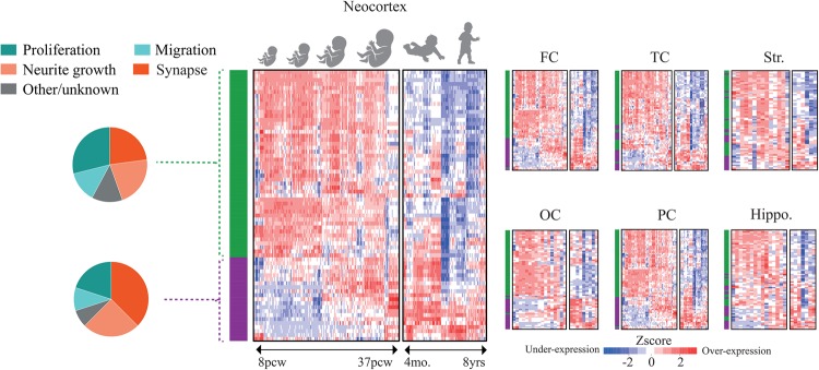 Fig. 4. The majority of hcASD genes show peak expression during prenatal life in different brain regions. Heatmaps demonstrate the developmental expression patterns (x-axis) of 69 hcASD genes (y-axis) in different brain regions in prenatal and post-natal development. In the large neocortex heatmap, hierarchical clustering of neocortex developmental transcriptome reveals two main clusters of genes, one cluster displayed in green and the other in purple (see y-axis of heatmap). Proliferation and neurogenesis hcASD genes make the largest contribution to the green cluster, and synapse development and function hcASD genes make the largest contribution to the purple cluster; see the two pie charts on the far left. This clustering pattern is present across different neocortex regions and, to a lesser degree, in hippocampus and striatum (see green and purple hcASD gene cluster patterns on y-axis of the other six heatmaps). FC: frontal cortex, Hippo: Hippocampus, OC: occipital cortex, PC: parietal cortex, Str: striatum, TC: temporal cortex.
